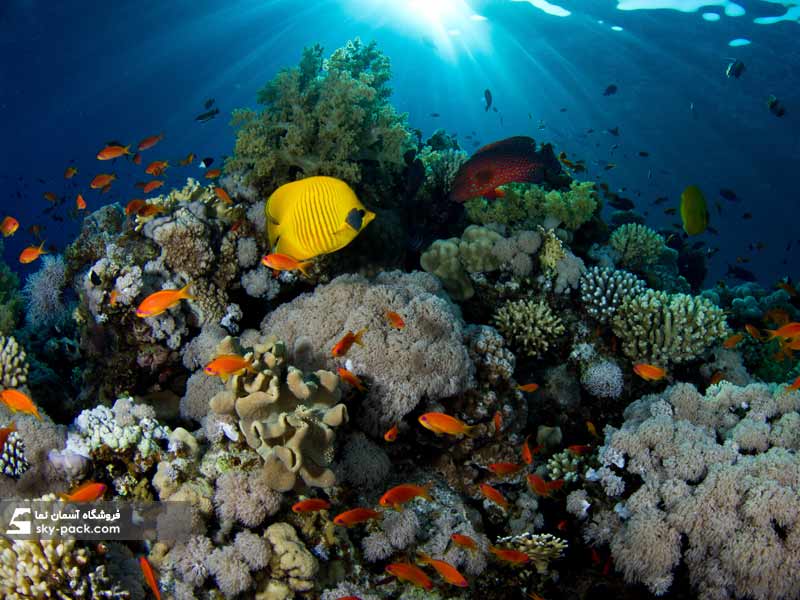 آسمان مجازی ماهی Coral Reef