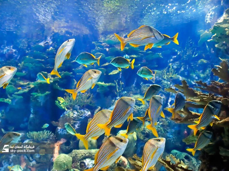 آسمان مجازی طرح ماهی پروانه ای