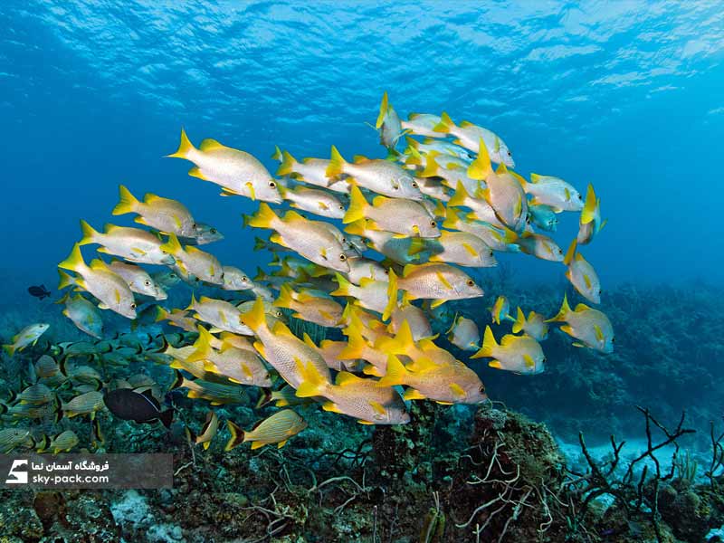 آسمان مجازی طرح ماهی های زرد کارائیب