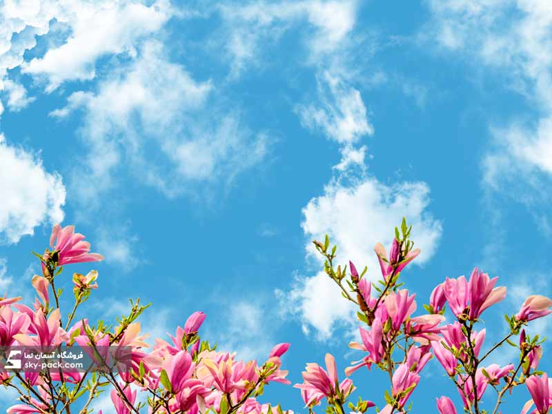 آسمان مجازی طرح گل مگلونیا صورتی
