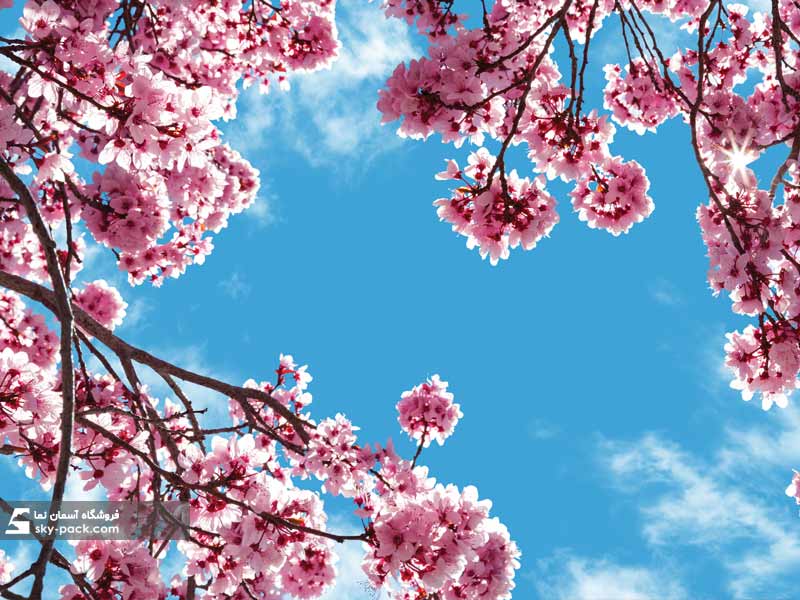طرح آسمان مجازی گل درخت بهار