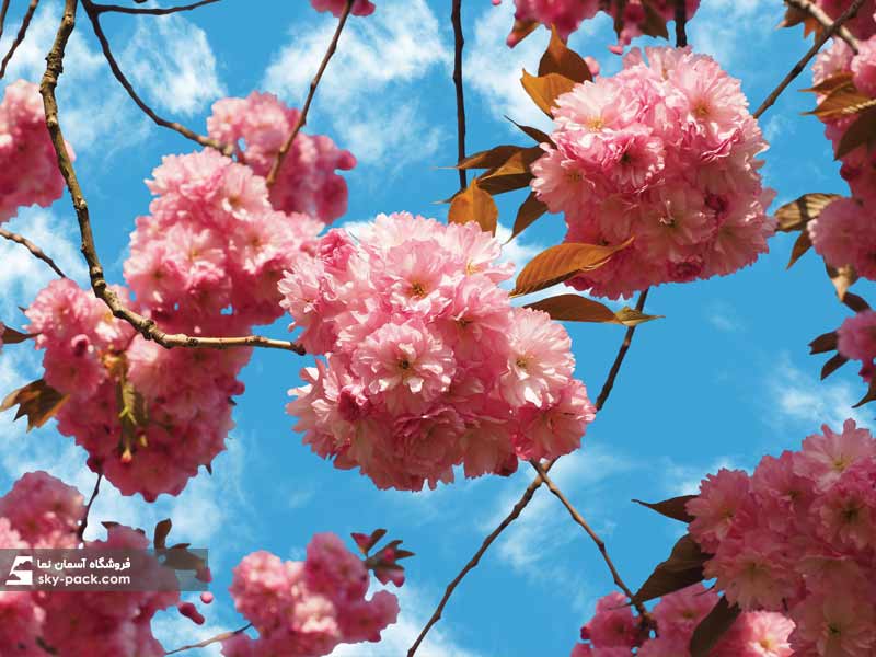آسمان مجازی طرح شکوفه گیلاس شرق آسیا
