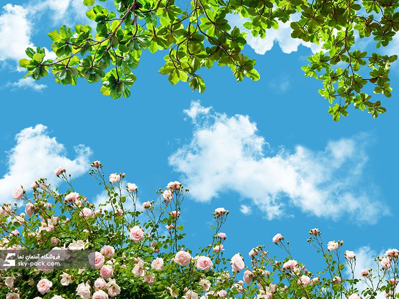 آسمان مجازی تابستان و رزها