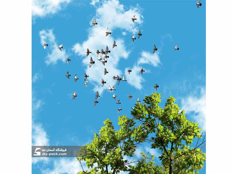 آسمان مجازی طرح کبوترها