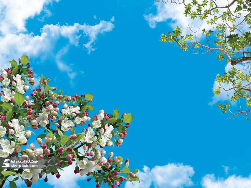 آسمان مجازی طرح شکوفه های سیب 