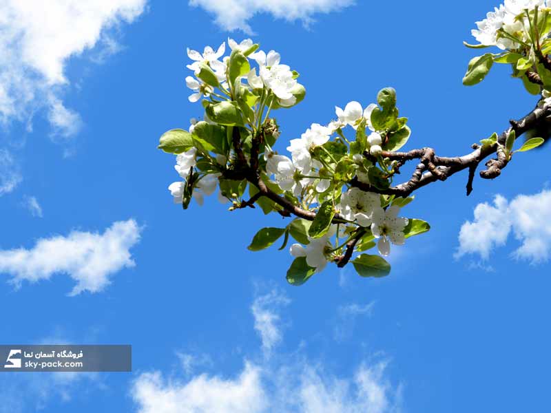 آسمان مجازی شکوفه های سفید 