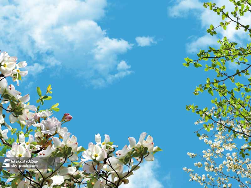آسمان مجازی گلبرگ های سفید و سبز