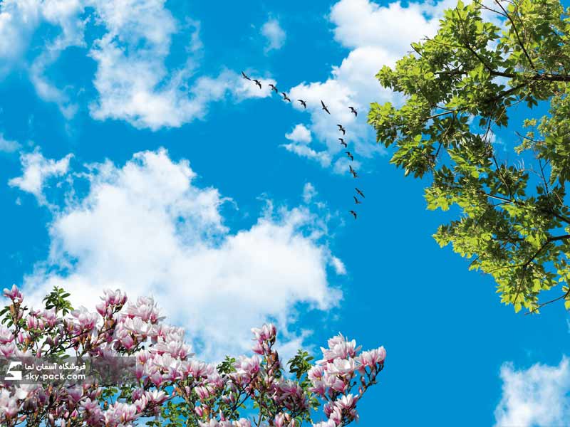 آسمان مجازی درخت ون و گل مگلونیا