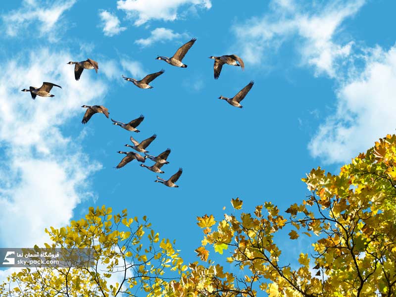 آسمان مجازی طرح پاییز و کوچ پرندگان