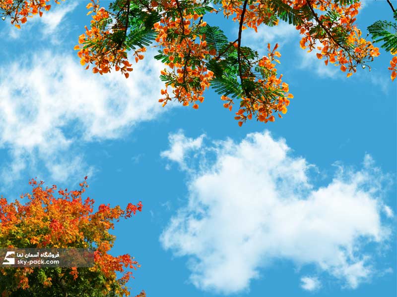 آسمان مجازی سرح گلهای نارنجی در تابستان