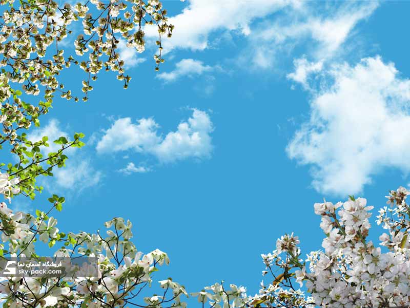 آسمان مجازی شکوفه های سفید بهاری