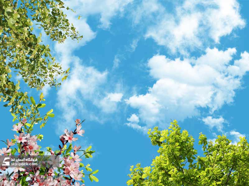 آسمان مجازی درختان چنار و گلهای زیبا