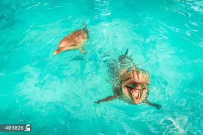 دلفین های بازیگوش