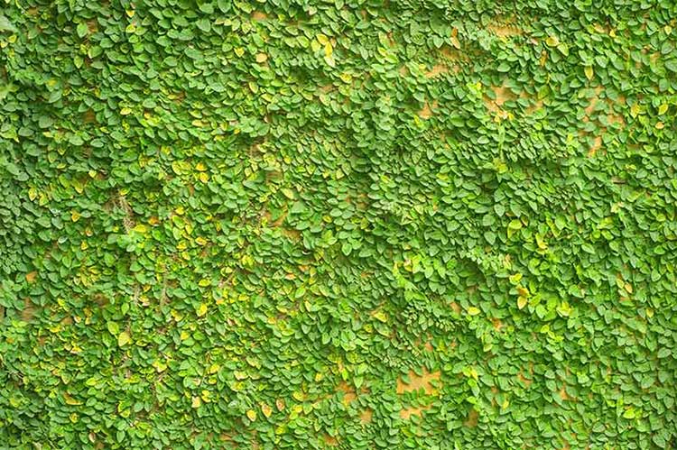 پوستر سه بعدی جنگل طرح دیوار سبز