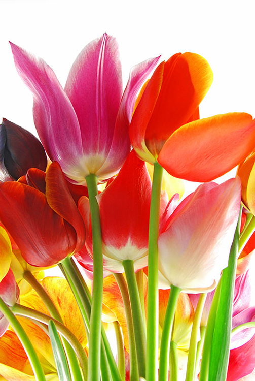  پوستر دیواری گلهای لاله
