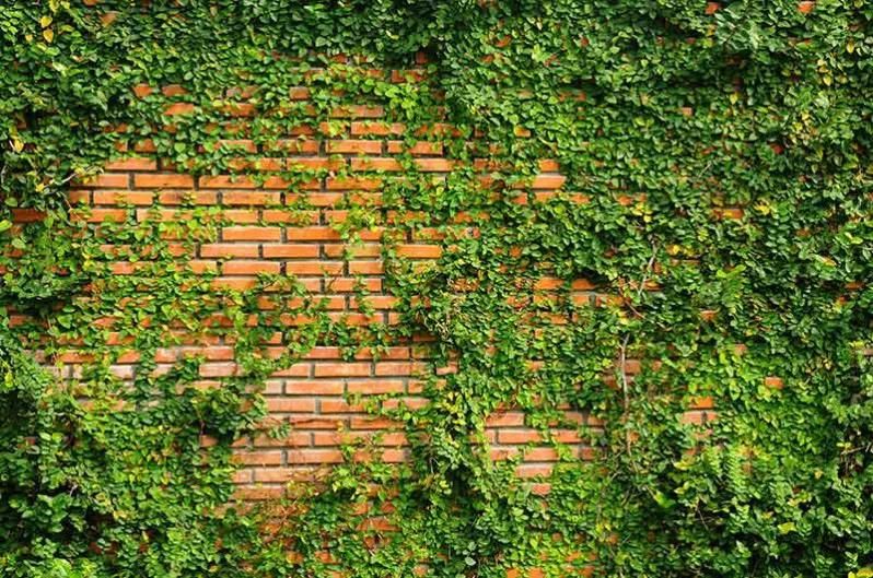 کاغذ دیواری طرح آجر و برگ های سبز