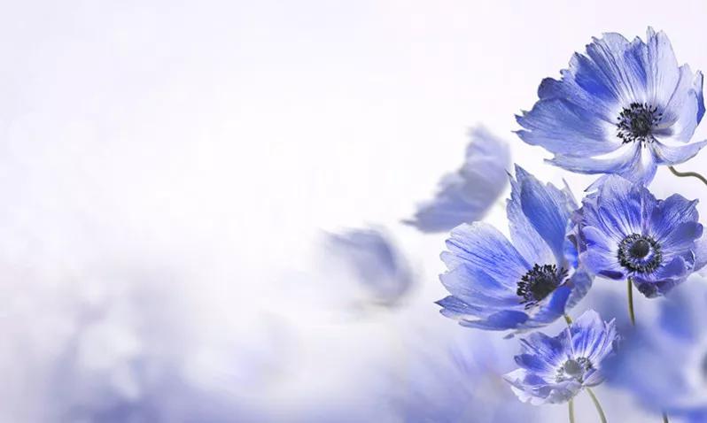 پوستر کاغذ دیواری گلهای آبی