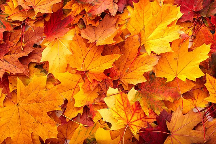 پوستر کاغذ دیواری پاییز