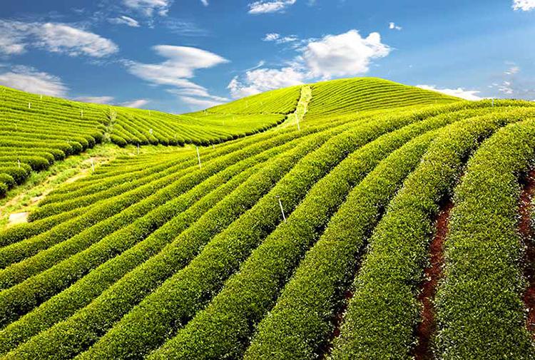  پوستر کاغذ دیواری دشت چایی