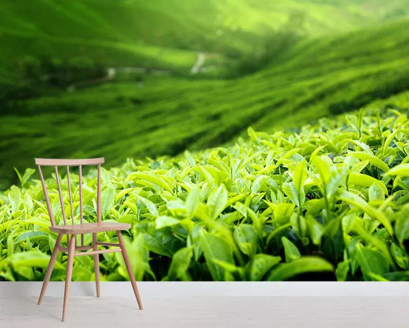 پوستر کاغذ دیواری دشت سبز چایی