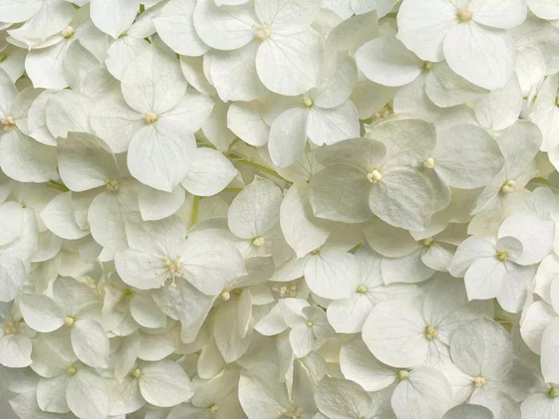  بوم کنواس گلهای ادریس سفید