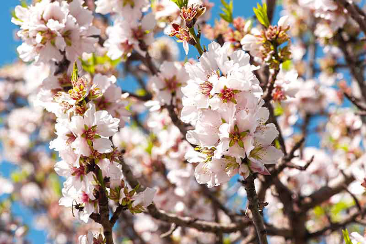 پوستر دیواری گل های بادام شکوفه