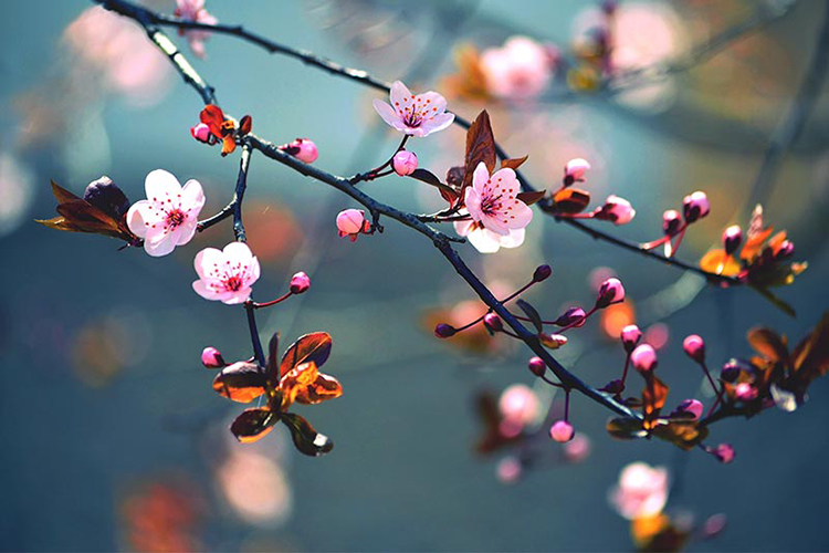 پوستر سه بعدی گل گیلاس ژاپنی