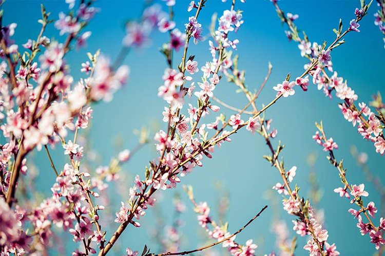 پوستر دیواری شکوفه های هلو
