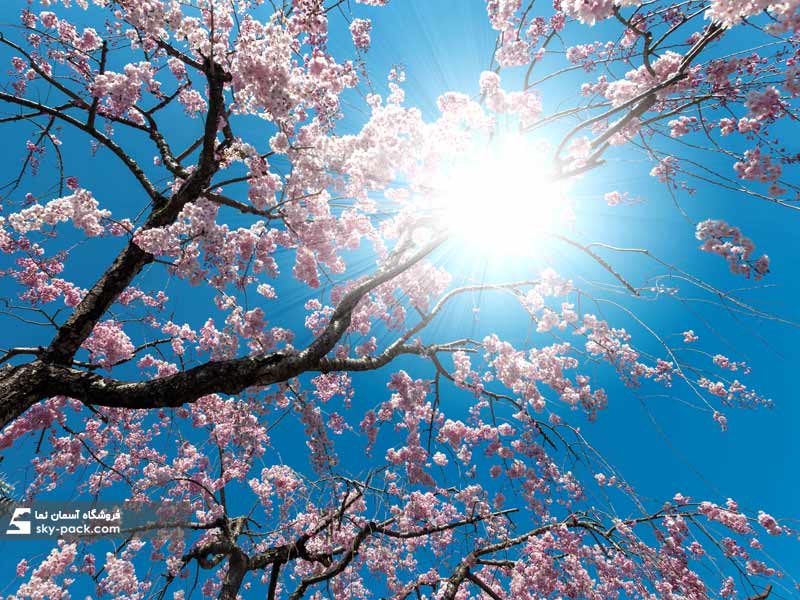 آسمان مجازی طرح شکوفه های گیلاس