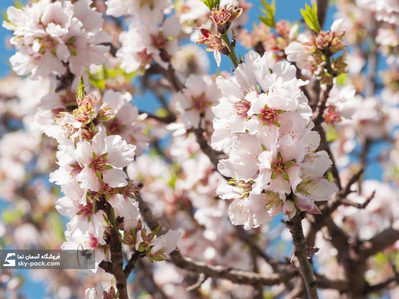 آسمان مجازی طرح شکوفه های بادام 