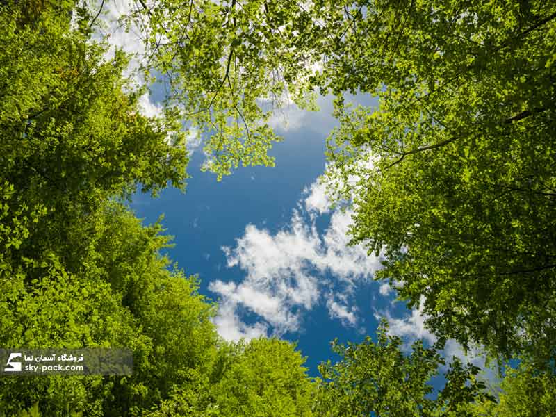 آسمان مجازی طرح درختان جنگلی 