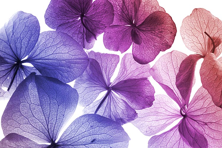 پوستر دیواری گل طرح گلهای بنفشه