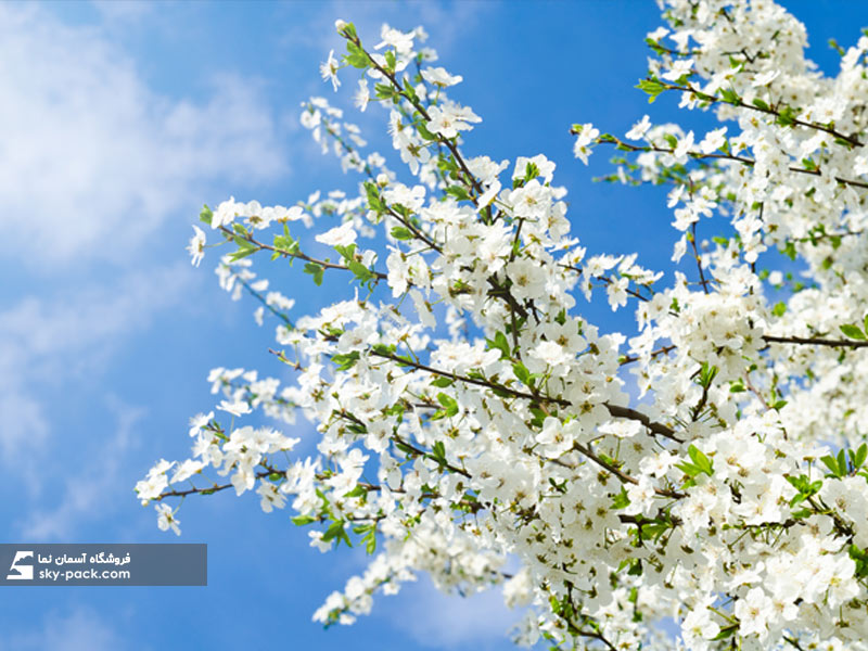 آسمان مجازی شکوفه های سفید و آسمان آبی