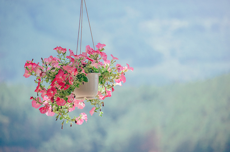 پوستر دیواری گل فانتزی