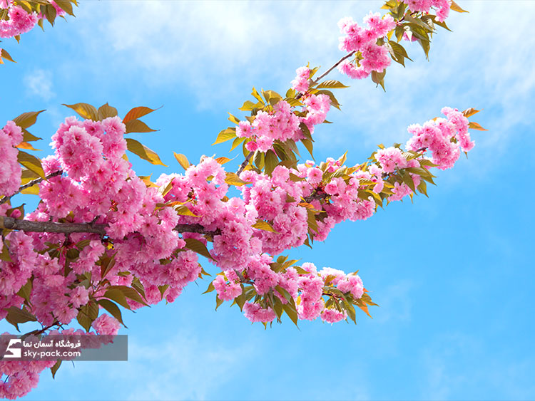 اسمان مجازی طرح شکوفه